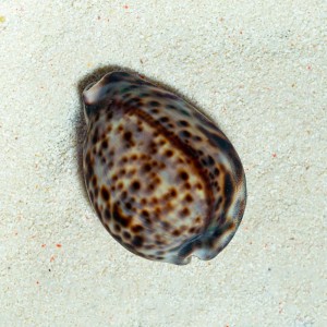 Cypraea tigris porcelanka tygrysia 
