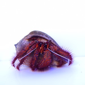 Dardanus Megistos Krab pustelnik