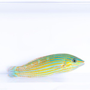 Halichoeres melanurus (M/L) - wargacz