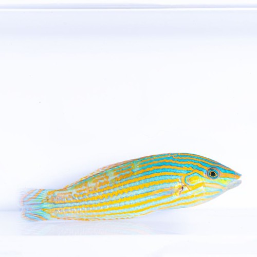 Halichoeres melanurus (M/L) - wargacz