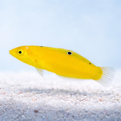 Halichoeres chrysus (M/L) - wargaczek kanaryjski