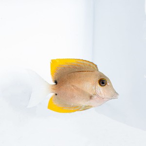 Ctenochaetus tominiensis (M/L) - pokolec