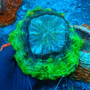 ACANTHOPHYLLIA FLUO GREEN L (~15CM) #1504021