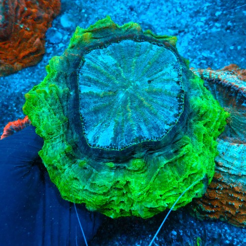 ACANTHOPHYLLIA FLUO GREEN L (~15CM) #1504021