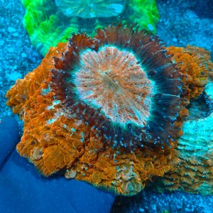 ACANTHOPHYLLIA RAINBOW ORANGE  L (~15CM) #1504020