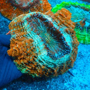 ACANTHOPHYLLIA RAINBOW ORANGE  XL (~20CM) #1504018