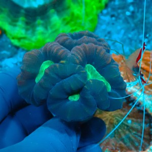 CAULASTREA CANDY CANE (3P) #1504065