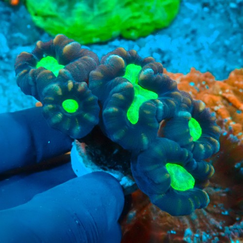 CAULASTREA CANDY CANE (5P) #1504064