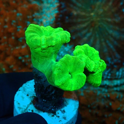 CAULASTREA FLUO GREEN (4P) #1504001