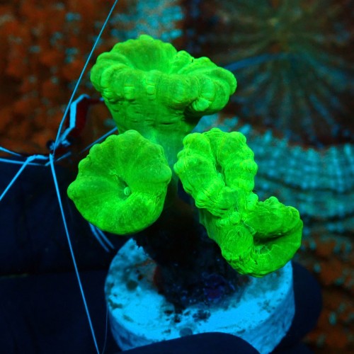 CAULASTREA FLUO GREEN (4P) #1504002