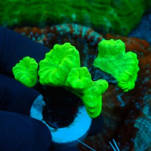CAULASTREA FLUO GREEN (5P) #1504009