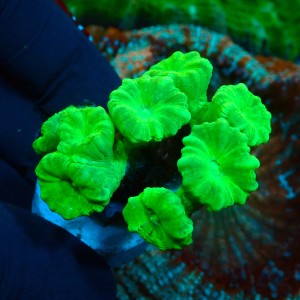 CAULASTREA FLUO GREEN (7P) #1504007