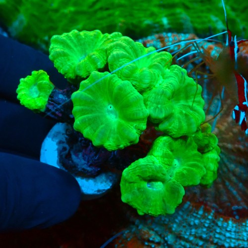 CAULASTREA FLUO GREEN (8P) #1504004