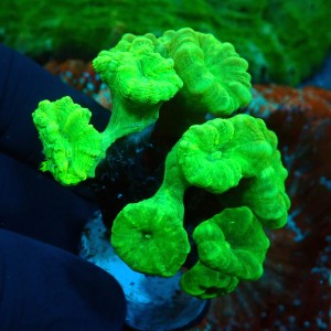 CAULASTREA FLUO GREEN (8P) #1504006