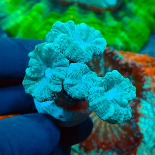 CAULASTREA MINT (~5P) MIX #1504012