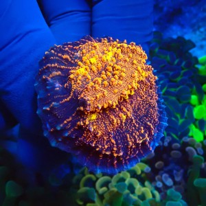 CHALICE GOLD MEISTER S #1504017