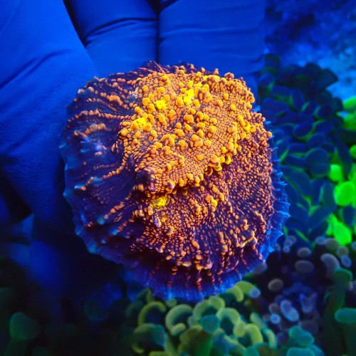 CHALICE GOLD MEISTER S #1504017