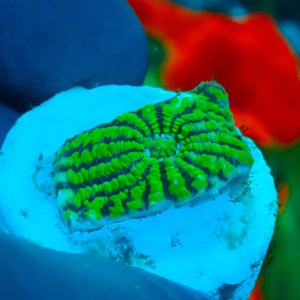 CHALICE GREEN CONVICT FRAG #1504026