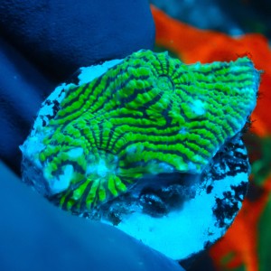 CHALICE GREEN CONVICT FRAG #1504029