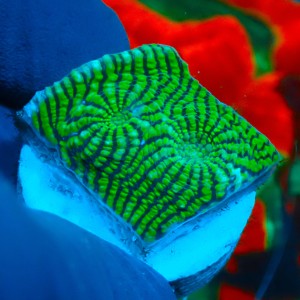 CHALICE GREEN CONVICT FRAG #1504030