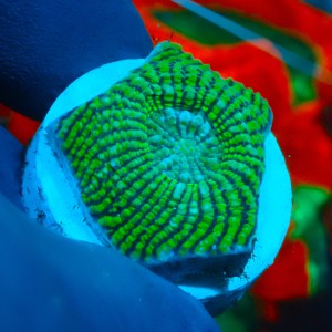 CHALICE GREEN CONVICT FRAG #1504032