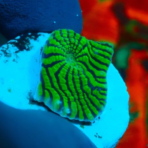 CHALICE GREEN CONVICT FRAG #1504034