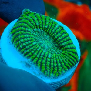 CHALICE GREEN CONVICT FRAG #1504037