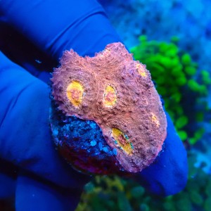 CHALICE MULTICOLOR GRADE B FRAG #1504036