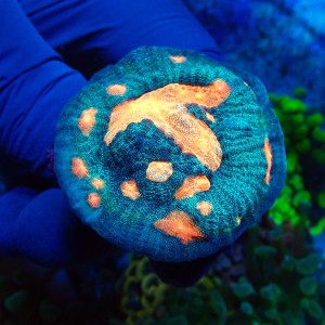 CHALICE ORANGE BANDIT S #1504049