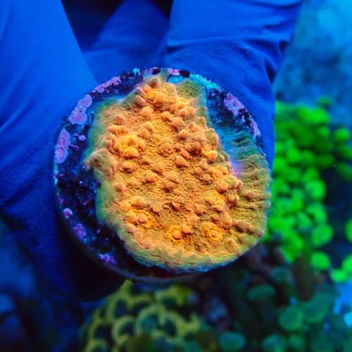 CHALICE ORANGE FRAG #1504039