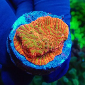 CHALICE RAINBOW CONVICT FRAG #1504005