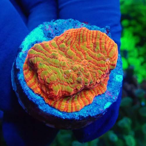 CHALICE RAINBOW CONVICT FRAG #1504005