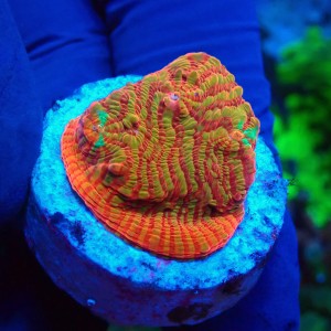 CHALICE RAINBOW CONVICT FRAG #1504008