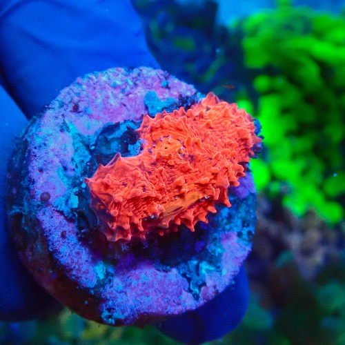 CHALICE RED GRADE B FRAG #1504035