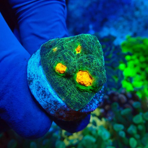 CHALICE SPACE INVADER FRAG #1504040