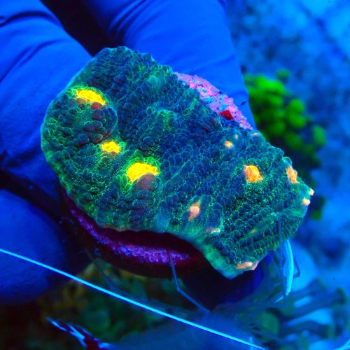 CHALICE SPACE INVADER FRAG #1504046