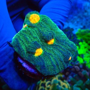 CHALICE SPACE INVADER FRAG #1504051