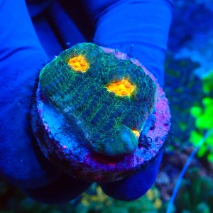 CHALICE SPACE INVADER FRAG #1504053