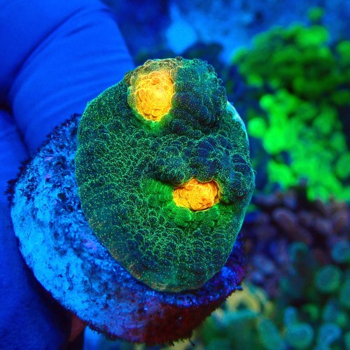 CHALICE SPACE INVADER FRAG #1504061