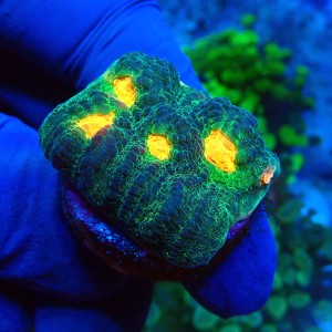 CHALICE SPACE INVADER FRAG #1504063