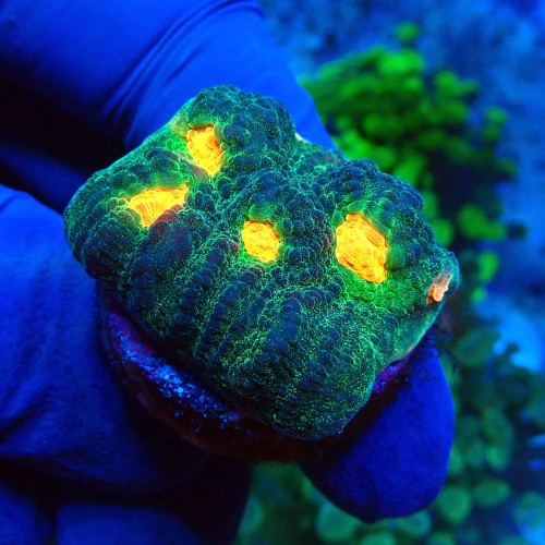 CHALICE SPACE INVADER FRAG #1504063