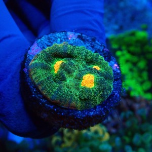 CHALICE SPACE INVADER FRAG #1504066