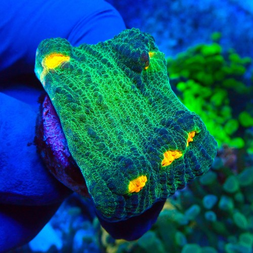 CHALICE SPACE INVADER FRAG #1504067