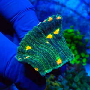 CHALICE SPACE INVADER FRAG #1504069