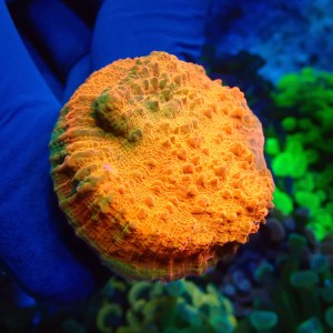 CHALICE ULTRA ORANGE S #1504014