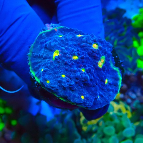 CHALICE WATERMELON GREEN FRAG #1504003