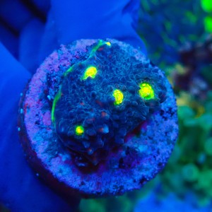 CHALICE WATERMELON GREEN FRAG #1504010