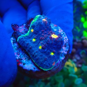 CHALICE WATERMELON GREEN FRAG #1504013