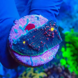 CHALICE WATERMELON GREEN FRAG #1504033