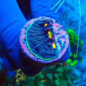 CHALICE WATERMELON GREEN FRAG #1504044